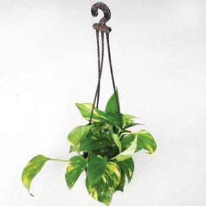 Money plant, Scindapsus Green (Small, Hanging basket) – with Pot