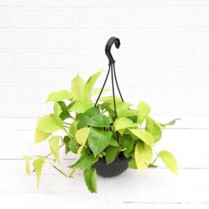 Money plant golden, Scindapsus golden (Hanging Basket) – with Pot