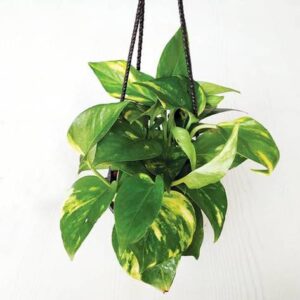 Money plant, Scindapsus Green (Small, Hanging basket) – with Pot