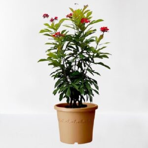 Red Jatropha Flower Plant – with Pot