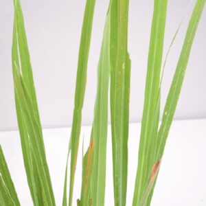 Lemon Grass Plant with Pot