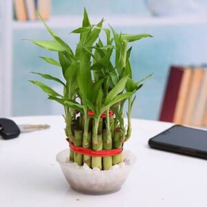 2 Layer Lucky Bamboo Plant in a Bowl with Pebbles – with Pot