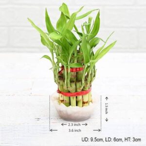 2 Layer Lucky Bamboo Plant in a Bowl with Pebbles – with Pot