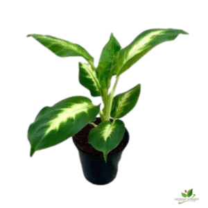 Dieffenbachia Camille Natural Plant – with Pot