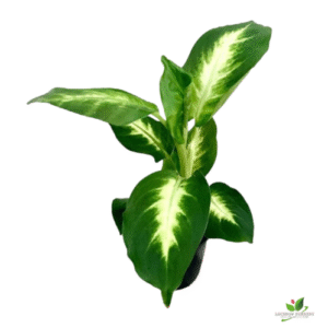 Dieffenbachia Camille Natural Plant – with Pot