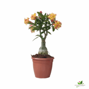 Adenium Grafted (Any Color) Bonsai Plant – with Pot