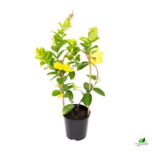 Allamanda Creeper (Yellow) Flower Plant – with Pot