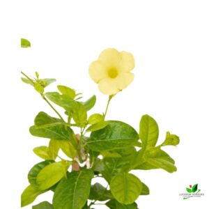 Allamanda Creeper (Yellow) Flower Plant – with Pot