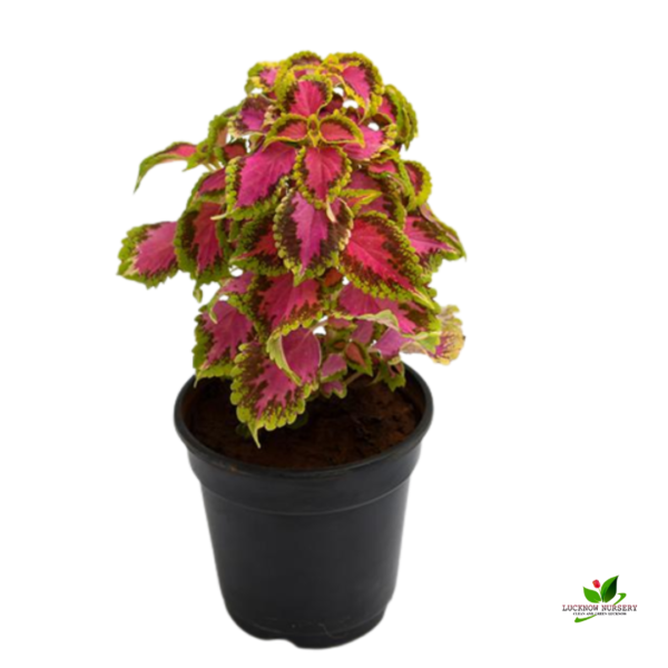 Green Pink Coleus Ornamental Plant - with Pot