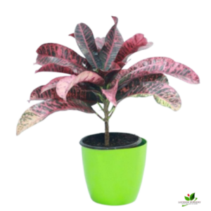 Croton Petra Red Plant – with Pot