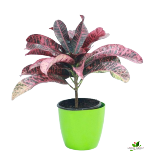 Croton Petra Red Plant - with Pot