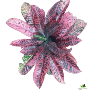 Croton Petra Red Plant – with Pot