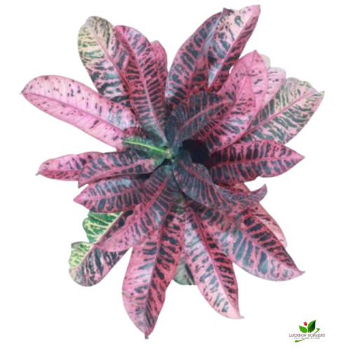 Croton Petra Red Plant - with Pot - Image 2