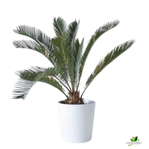 Cycas Revoluta, King Sagoo Palm Plant – With Ceramic Pot