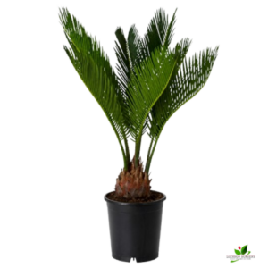 Cycas Revoluta, King Sagoo Palm Plant – With Pot