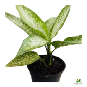 Dieffenbachia Amoena Tropic Snow Plant – with Pot