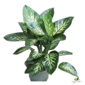 Dieffenbachia Amoena Silver Plant – with Pot