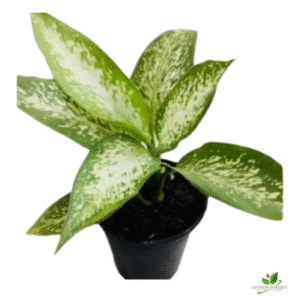Dieffenbachia Amoena Tropic Snow Plant – with Pot