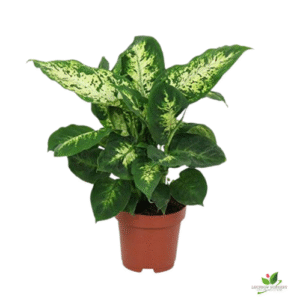 Dieffenbachia Compacta Dumb Cane Plant – with Pot