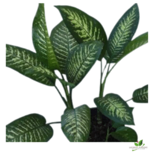 Dieffenbachia Dumb Cane Plant – with Pot