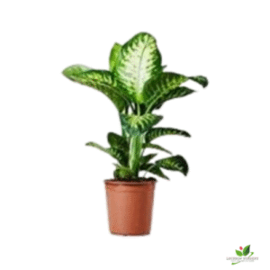 Dieffenbachia seguine ‘Tropic Snow’ Plant – with Pot