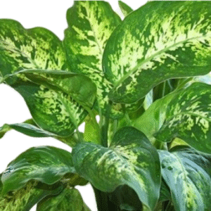 Dieffenbachia seguine ‘Tropic Snow’ Plant – with Pot