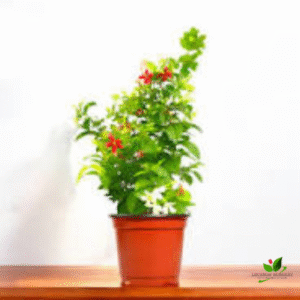 Madhumalti (double petal), Rangoon Creeper Plant – with Pot