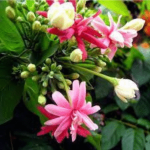 Madhumalti (double petal), Rangoon Creeper Plant – with Pot