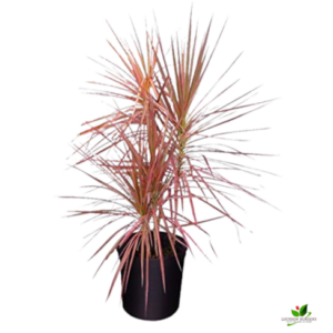 Dracaena Colorama Plant – with Pot