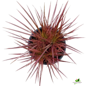 Dracaena Colorama Plant – with Pot