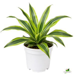 Dracaena Lemon Lime Plant – With White Pot