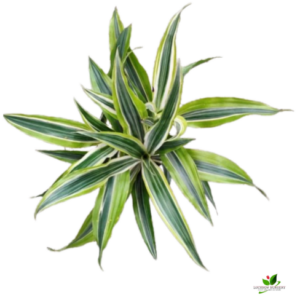 Dracaena Lemon Lime Plant – With White Pot