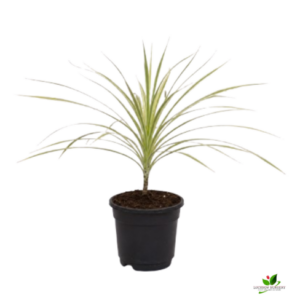 Dracaena Marginata Plant – With Pot