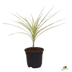 Dracaena Marginata Plant – With Pot