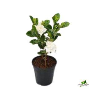 Gandhraj/Gardenia Cape Jasmine Plant with Pot