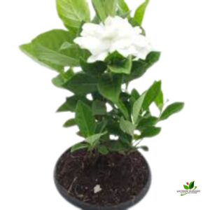 Gandhraj/Gardenia Cape Jasmine Plant with Pot