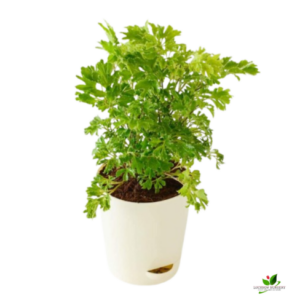 Golden Aralia Plant – with Self Watering Pot