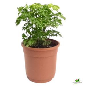 Golden Aralia Plant – with Pot