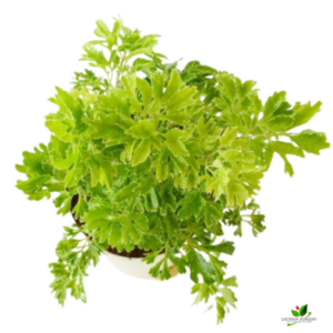 Golden Aralia Plant – with Self Watering Pot