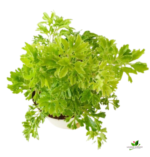 Golden Aralia Plant - with Self Watering Pot - Image 2