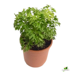 Golden Aralia Plant – with Pot