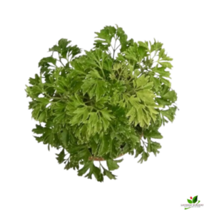 Golden Aralia Plant – with white Pot