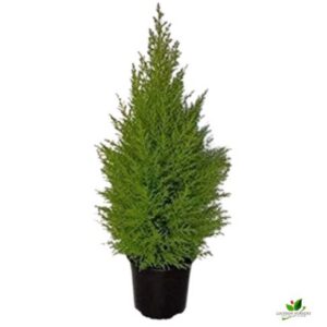 Golden Monterey Cypress, Cupressus Golden Plant – With 10 inches Pot