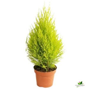 Golden Monterey Cypress, Cupressus Golden Plant – With Pot