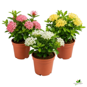 Ixora (Yellow, Pink, White) Flower plant Combo Pack of 3 – with Pot