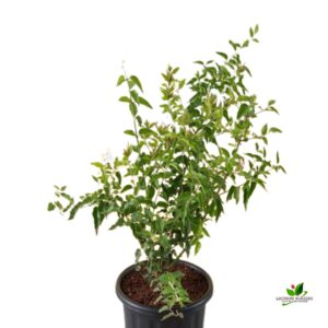 Kunda, Downy Jasmine Chameli (चमेली) Plant – with Pot