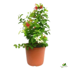 Madhumalti Dwarf, Rangoon Creeper Natural Plant – with Pot