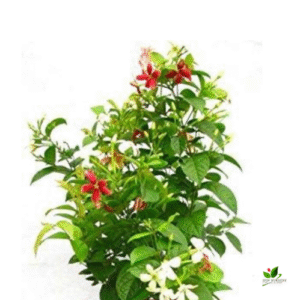Madhumalti Dwarf, Rangoon Creeper Natural Plant – with Pot
