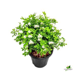 Manokamini/Murraya Paniculata/Kunti/Kamini/ Orange Jasmine Plant – with Pot