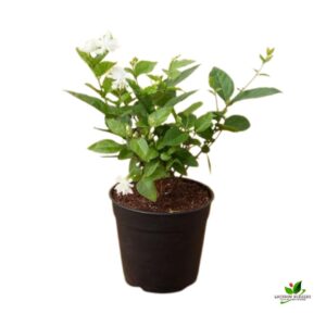 Arabian Jasmine, Mogra Plant – with Pot